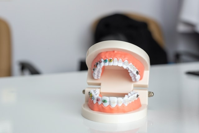 Zähne und ihre Organe