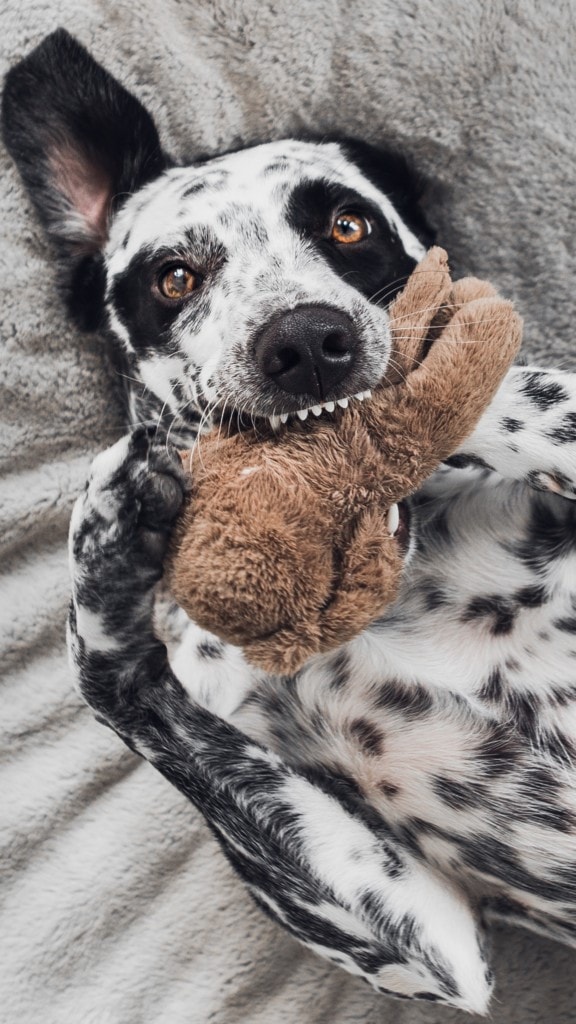 Hund mit Zähnen