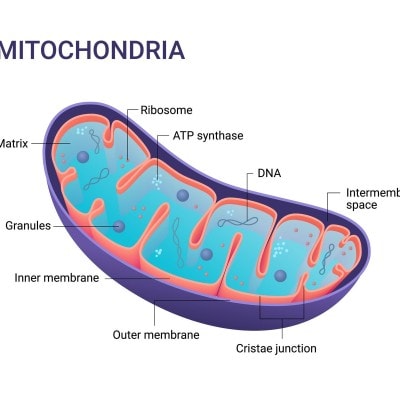 Kiefergelenk und Mitochondropathie