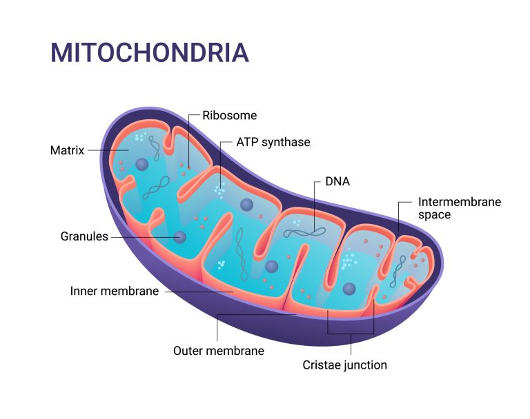 Mitochrondropathie
