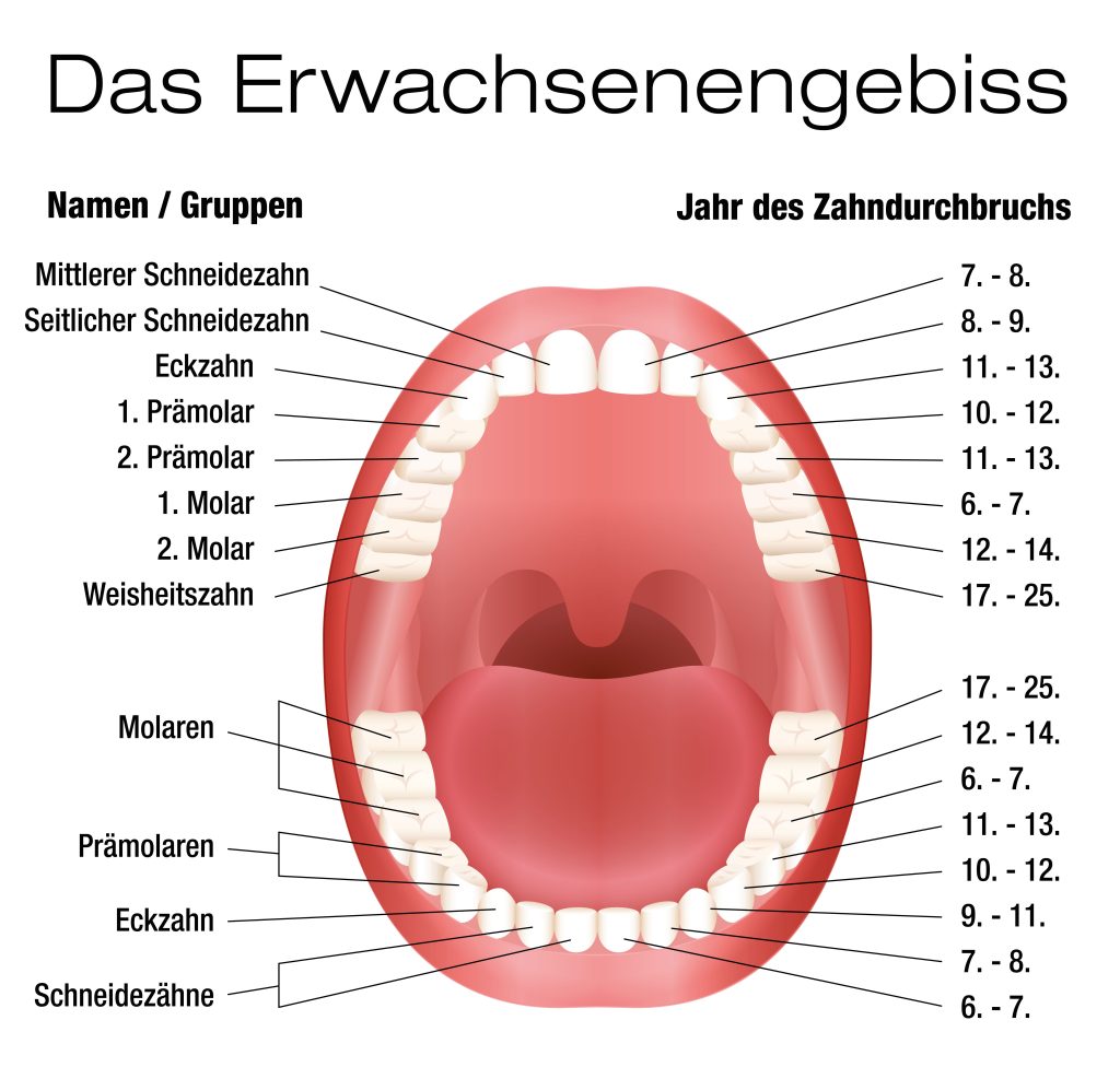 Zahnschema Mensch